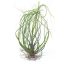 Tillandsia Butzii Multible