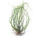 Tillandsia Butzii Multible/3-4 sarjas