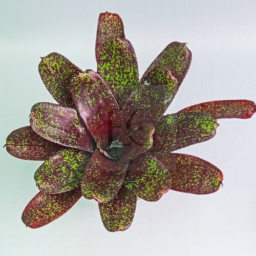 Neoregelia PHITS