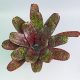 Neoregelia PHITS