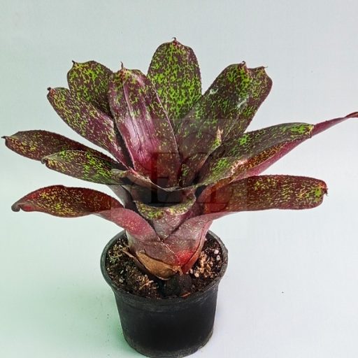 Neoregelia PHITS