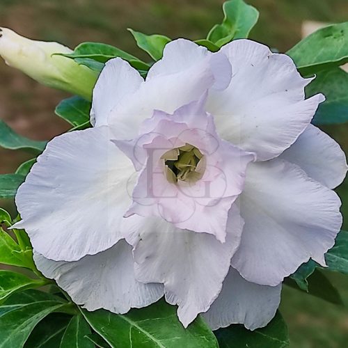 Adenium obesum "Big White"