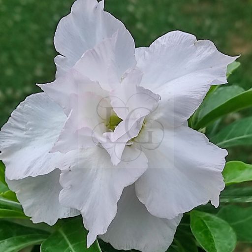 Adenium obesum "Big White"
