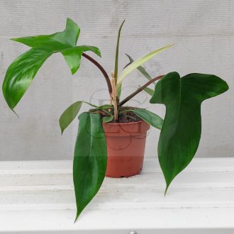 Philodendron Squamiferum  