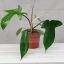 Philodendron Squamiferum  