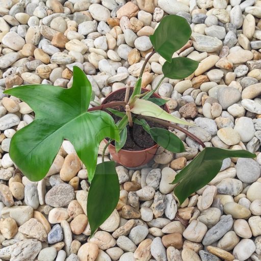 Philodendron Squamiferum  