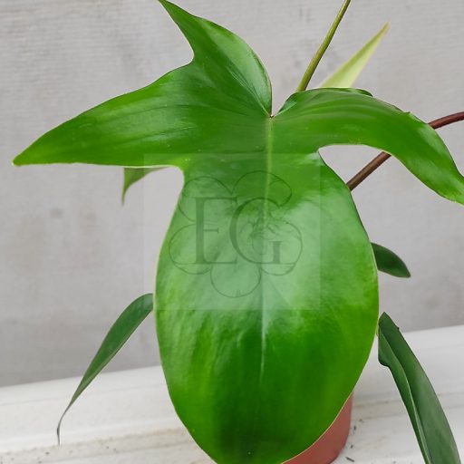 Philodendron Squamiferum  