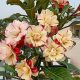 Adenium obesum "Kim Yen" (TQC B6)