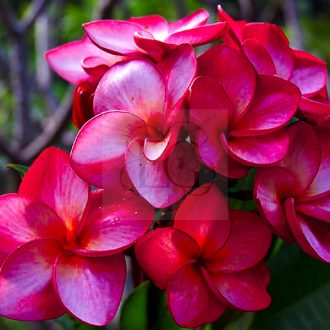 Plumeria rubra "4707" 