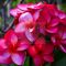 Plumeria rubra "4707" 