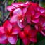 Plumeria rubra "4707" 