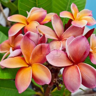 Plumeria rubra "Musk Rainbow"  aka George Brown