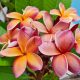 Plumeria rubra "Musk Rainbow"  aka George Brown