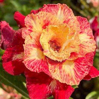 Adenium obesum "Red Starburst" TH9 (TQC98)