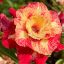Adenium obesum "Red Starburst" TH9 (TQC98)