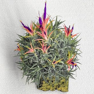 Tillandsia Ionantha Huamelula Pulk Kork/XL