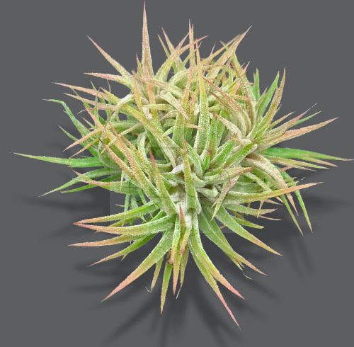 Tillandsia Ionantha Huamelula Pulk 