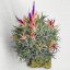 Tillandsia Ionantha Huamelula Pulk Kork/XL