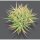 Tillandsia Ionantha Huamelula Pulk 