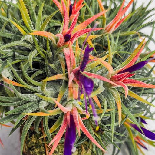 Tillandsia Ionantha Huamelula Pulk Kork/XL
