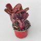 Neoregelia Datanian 