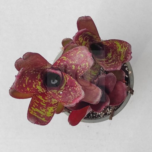 Neoregelia Datanian 