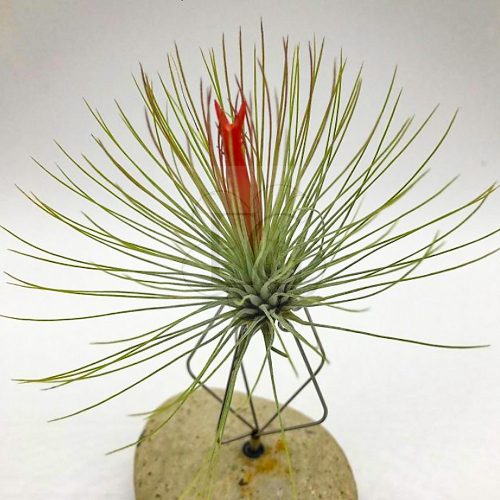 Tillandsia Andreana/S