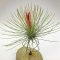 Tillandsia Andreana/M
