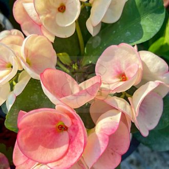 Euphorbia milii "Kaem Nong Nang" (A17)