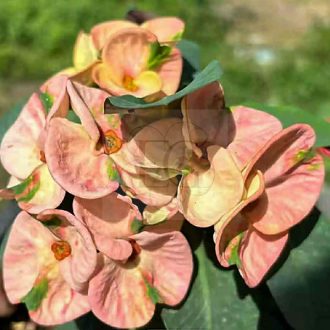 Euphorbia milii "Hybrid" (A77)