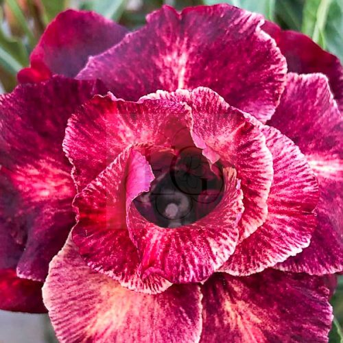 Adenium obesum "Purple Explosion" (TQC35)