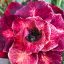 Adenium obesum "Purple Explosion" (TQC35)