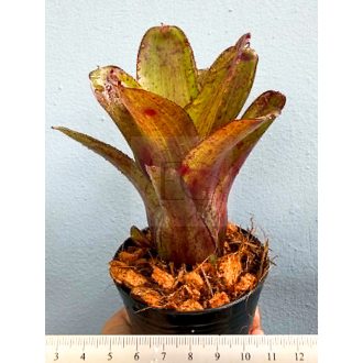 Neoregelia Yellow Dot 