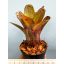 Neoregelia Yellow Dot 