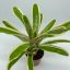 Neoregelia Schultesiana Variegata 