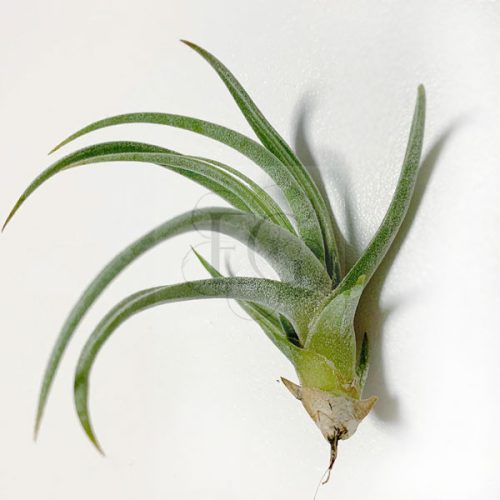 Tillandsia Glaribor