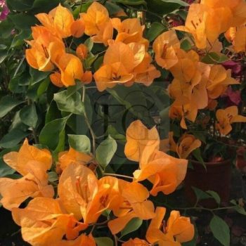 Bougainvillea "Golden Tango" Bougainvillea "Golden Tango"