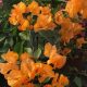 Bougainvillea "Golden Tango"