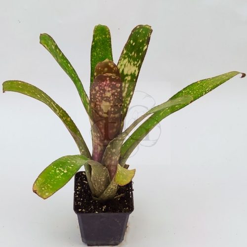 Billbergia Grovy