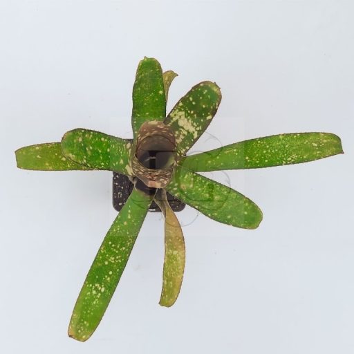 Billbergia Grovy