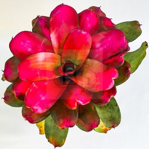 Neoregelia Red Tip