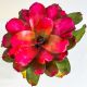 Neoregelia Red Tip