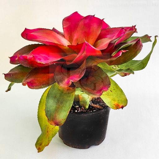 Neoregelia Red Tip