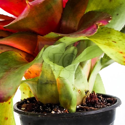 Neoregelia Red Tip
