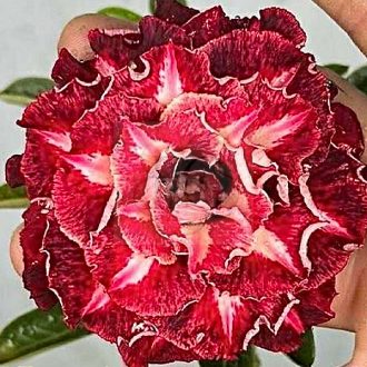 Adenium obesum "Rihanna" 