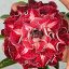Adenium obesum "Rihanna" 
