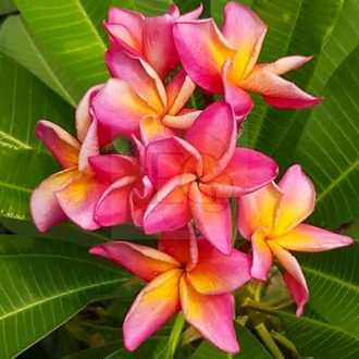 Plumeria rubra "Thai Metallica" 