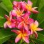 Plumeria rubra "Thai Metallica" 
