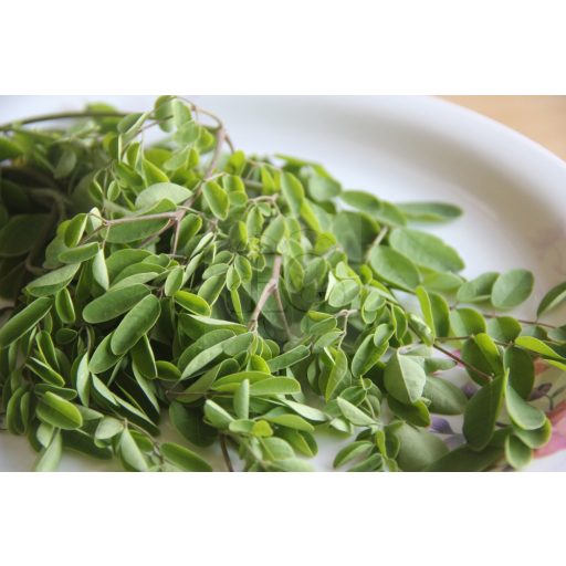 Moringa Oleifera magok 10 db