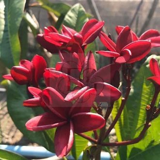 Plumeria rubra "Black Lion" BB